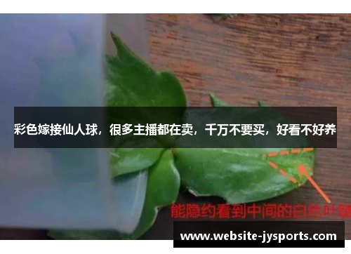 彩色嫁接仙人球，很多主播都在卖，千万不要买，好看不好养